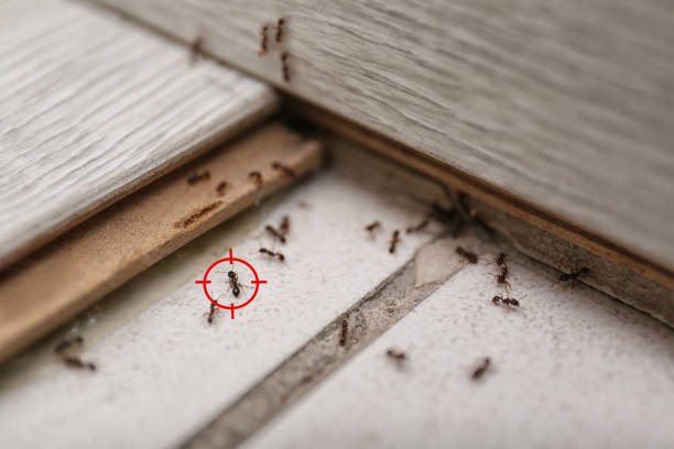 Best Termite Control Services  in Andusia, AL
