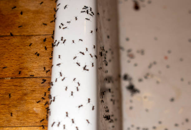 Best Exterminator Services  in Andusia, AL
