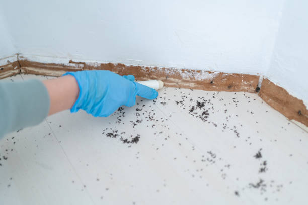 Best Insect Control  in Andusia, AL